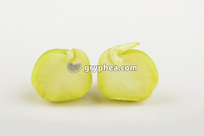 Pois - Graine de Pois ouverte - gryphea.com